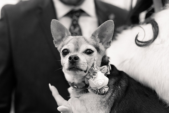 Marry Me Cottage Micro Wedding Elopement - Brittany Lynn Imagery LLC - STL St Louis MO Wedding Portrait Photographer -9