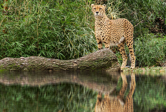 Rated "Awesome" by Viewbug Judges | Rectangle Crop - Prints Larger than 8.5 x 11 not recommended