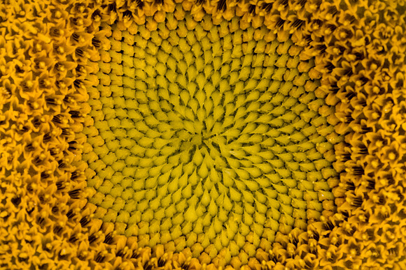 The Marriage of Art and Science