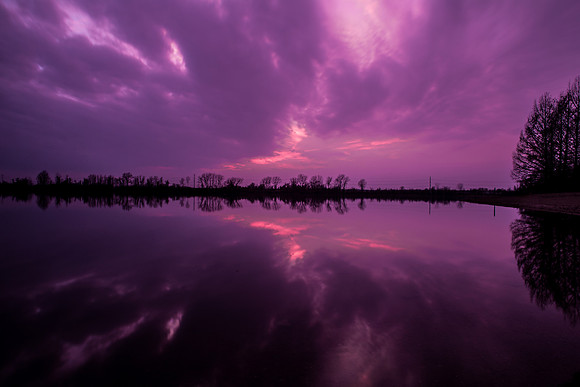 Violet Dreams