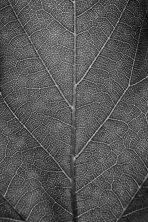 Nature's Footprint | Black and White