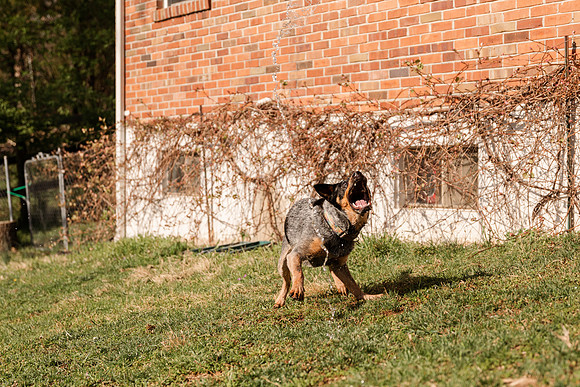 Heather and Dan Witcher - Brittany Lynn Imagery LLC - St Charles MO Photographer -10