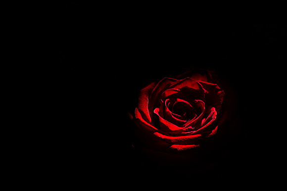 Tenebrous Rose