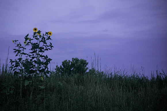 Wildflowers on the Hill