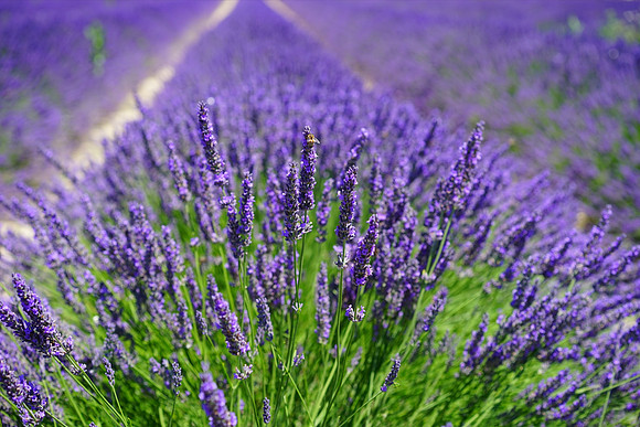 herbs