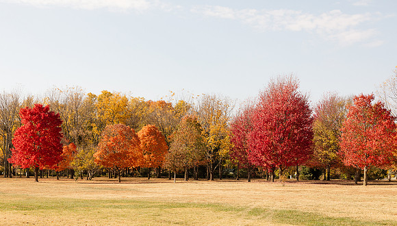 Branson MO - Springfield MO - Brittany Lynn Imagery LLC - STL St Louis MO Wedding Portrait Photographer -4